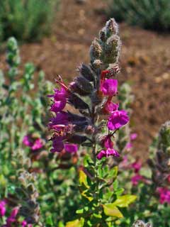 Teucrium marum Cat Thyme Teucrium marum Cat Thyme