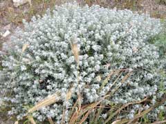 Teucrium polium Teucrium polium