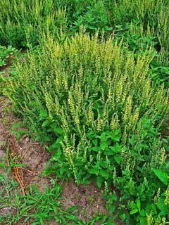 Teucrium scorodonia Wood Sage Teucrium scorodonia Wood Sage