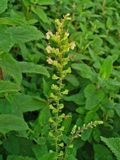 Teucrium scorodonia Wood Sage Teucrium scorodonia Wood Sage