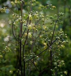 Thalictrum minus Lesser Meadow Rue Thalictrum minus Lesser Meadow Rue