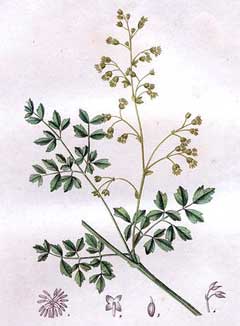 Thalictrum minus Lesser Meadow Rue Thalictrum minus Lesser Meadow Rue