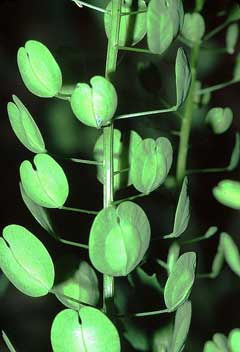 Thlaspi arvense Pennycress, Field pennycress Thlaspi arvense Pennycress, Field pennycress