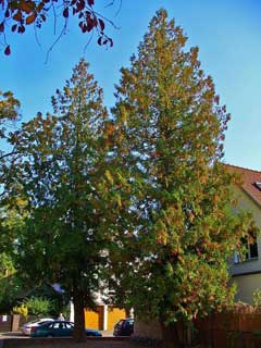 Thuja occidentalis American Arbor-Vitae, Arborvitae, Eastern Arborvitae, Siberian Arborvitae, Northern White Cedar, Wh Thuja occidentalis American Arbor-Vitae, Arborvitae, Eastern Arborvitae, Siberian Arborvitae, Northern White Cedar, Wh