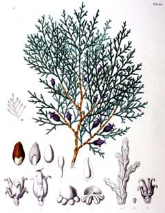 Thuja orientalis Biota Thuja orientalis Biota