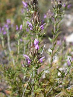 Thymbra spicata Thymbra spicata