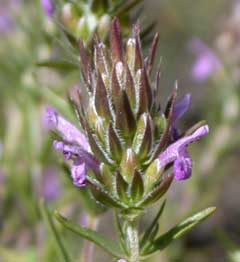 Thymbra spicata Thymbra spicata