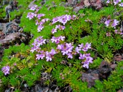 Thymus caespititius Cretan Thyme Thymus caespititius Cretan Thyme