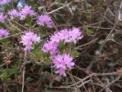 Thymus capitatus Headed Savory, Thymus Thymus capitatus Headed Savory, Thymus