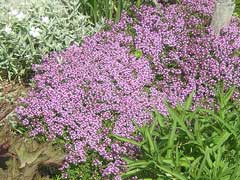 Thymus serpyllum Wild Thyme Thymus serpyllum Wild Thyme