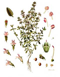 Thymus vulgaris Common Thyme
