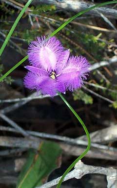 Thysanotus tuberosus Fringed Lily Thysanotus tuberosus Fringed Lily
