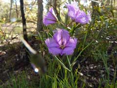 Thysanotus tuberosus Fringed Lily Thysanotus tuberosus Fringed Lily