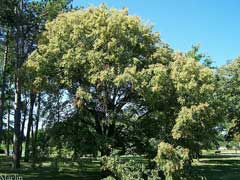 Tilia chinensis Tilia chinensis