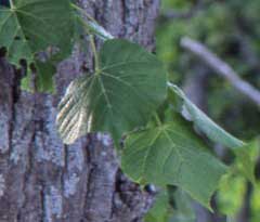 Tilia japonica Japanese Lime Tilia japonica Japanese Lime