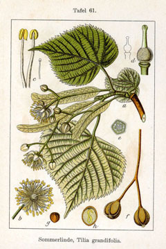 Tilia platyphyllos Large Leaved Lime