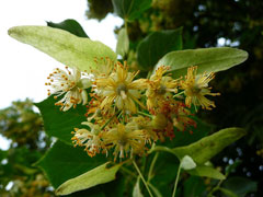 Tilia platyphyllos Large Leaved Lime