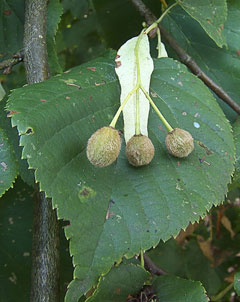 Tilia x europaea Linden, Common Lime