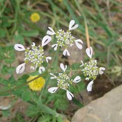 Tordylium apulum Roman Pimpernel, Mediterranean hartwort Tordylium apulum Roman Pimpernel, Mediterranean hartwort