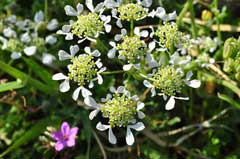Tordylium apulum Roman Pimpernel, Mediterranean hartwort Tordylium apulum Roman Pimpernel, Mediterranean hartwort