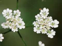 Torilis japonica Upright Hedge Parsley, Erect hedgeparsley Torilis japonica Upright Hedge Parsley, Erect hedgeparsley