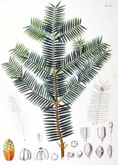 Torreya nucifera Kaya