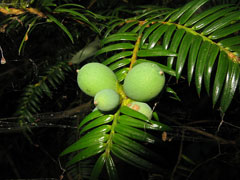Torreya nucifera Kaya