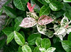 Trachelospermum asiaticum Japanese Star Jasmine, Small Leaf Confederate Jasmine, Asiatic Jasmine Trachelospermum asiaticum Japanese Star Jasmine, Small Leaf Confederate Jasmine, Asiatic Jasmine
