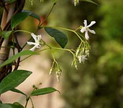 Trachelospermum jasminoides Star Jasmine, Confederate jasmine Trachelospermum jasminoides Star Jasmine, Confederate jasmine