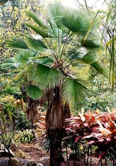 Trachycarpus martianus 