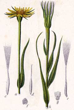 Tragopogon dubius Yellow Salsify Tragopogon dubius Yellow Salsify