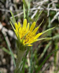 Tragopogon dubius Yellow Salsify