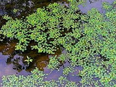 Trapa japonica Trapa japonica