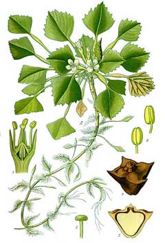 Trapa natans Water Chestnut