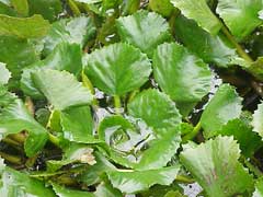 Trapa natans Water Chestnut