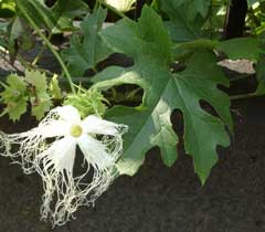Trichosanthes kirilowii Chinese Cucumber Trichosanthes kirilowii Chinese Cucumber