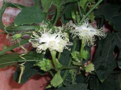 Trichosanthes kirilowii Chinese Cucumber Trichosanthes kirilowii Chinese Cucumber