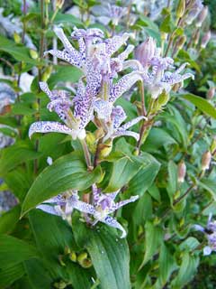 Tricyrtis Toad Lily, Japanese Toad Lily