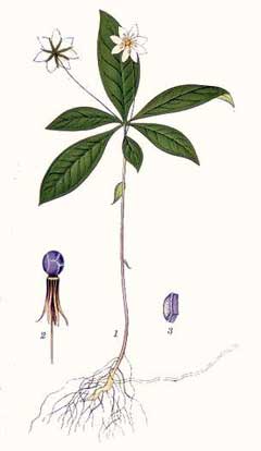 Trientalis europaea Chickweed Wintergreen, Arctic starflower Trientalis europaea Chickweed Wintergreen, Arctic starflower