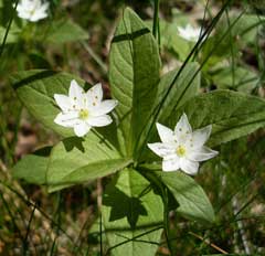 Trientalis europaea Chickweed Wintergreen, Arctic starflower Trientalis europaea Chickweed Wintergreen, Arctic starflower