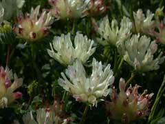 Trifolium fucatum Sour Clover, Bull clover Trifolium fucatum Sour Clover, Bull clover