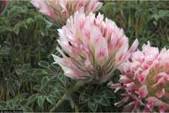 Trifolium macrocephalum Bighead Clover, Largehead clover Trifolium macrocephalum Bighead Clover, Largehead clover