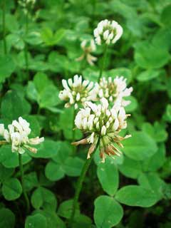 Trifolium_repens White Clover, Dutch Clover, Purple Dutch Clover, Shamrock,  White Clover