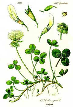 Trifolium_repens White Clover, Dutch Clover, Purple Dutch Clover, Shamrock,  White Clover