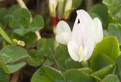 Trifolium subterraneum Subterranean Clover Trifolium subterraneum Subterranean Clover