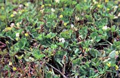 Trifolium subterraneum Subterranean Clover Trifolium subterraneum Subterranean Clover
