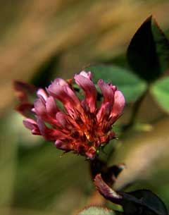 Trifolium variegatum Whitetip Clover Trifolium variegatum Whitetip Clover