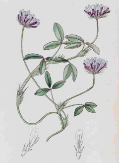 Trifolium wormskioldii Cow clover Trifolium wormskioldii Cow clover