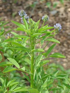 Trigonella caerulea Sweet Trefoil, Blue fenugreek Trigonella caerulea Sweet Trefoil, Blue fenugreek
