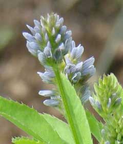 Trigonella caerulea Sweet Trefoil, Blue fenugreek Trigonella caerulea Sweet Trefoil, Blue fenugreek